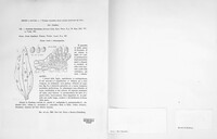 Puccinia gentianae image